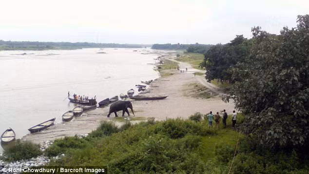 Một con voi khổng lồ ở khu rừng Chilapata đã vượt sông và đường giao thông vào thị trấn Barobisha ở bang Tây Bengal, Ấn Độ. (Nguồn: Daily Mail)