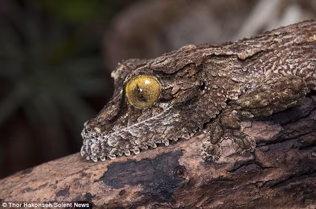 Trong bức ảnh chụp từ góc nhìn khác, con tắc kè trở nên dễ nhận ra hơn với mắt màu vàng và đường viền màu trắng. (Nguồn: Daily Mail)
