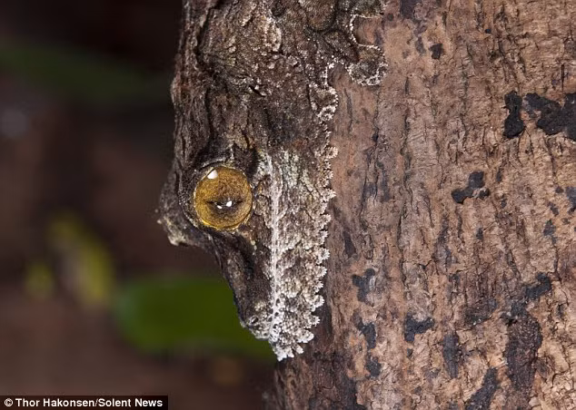 Khả năng ngụy trang của tắc kè phụ thuộc vào các yếu tố như ánh sáng, nhiệt độ của môi trường cũng như tâm trạng và tình trạng sức khỏe của chúng. (Nguồn: Daily Mail)