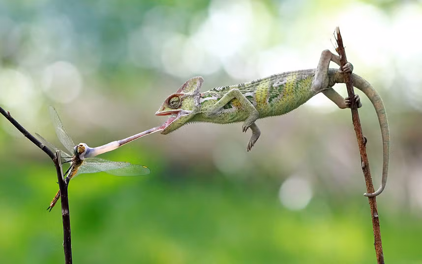 Tắc kè hoa phóng lưỡi dài bắt gọn chuồn chuồn trên cành cây ở Cengkareng, Indonesia.
