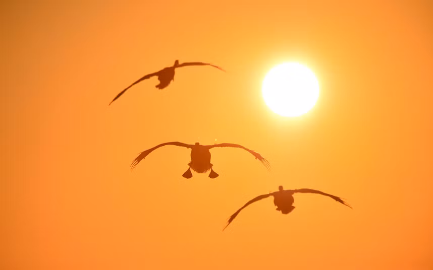 Thiên nga bay trên một hồ nước lúc bình minh tại tỉnh Sơn Đông, Trung Quốc.