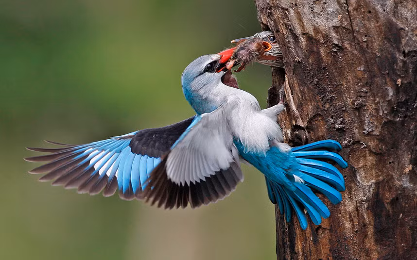 Nhiếp ảnh gia Kobus Saayman ghi được khoảnh khắc chim bói cá mớm mồi cho chim non trên tổ của chúng ở Nam Phi.