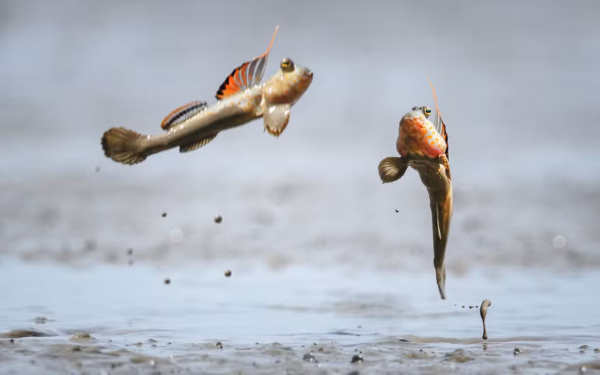 Hình ảnh động vật ấn tượng ghi cảnh cá thòi lòi quyết chiến tranh giành lãnh thổ trên một bãi biển ở Tây Borneo, Indonesia.