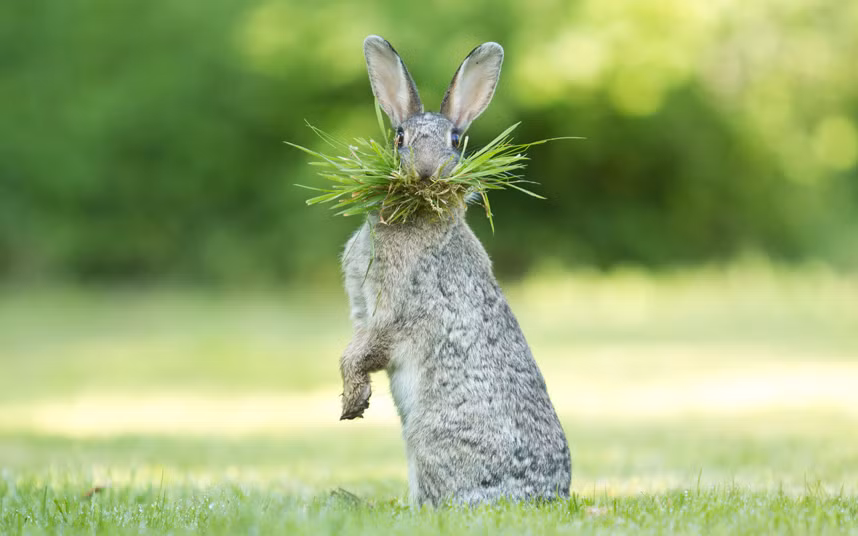 Con thỏ ngậm những cọng cỏ trong miệng để làm râu trông rất ngộ nghĩnh ở Bredene, Bỉ.