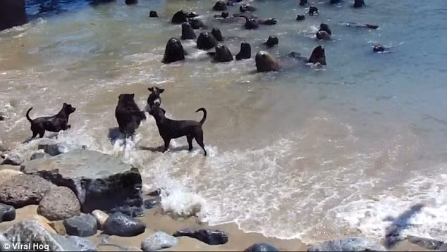 Trong khi đó, đàn sư tử biển tỏ ra không hề e sợ khi chúng có số lượng đông hơn và quen với môi trường dưới nước. (Nguồn: Daily Mail)