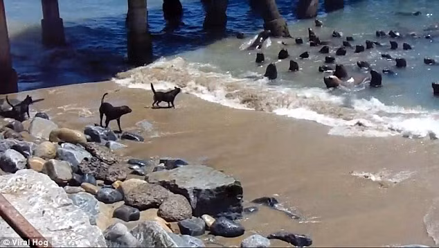 Những con chó chạy xuống bãi biển và sủa liên hồi khi chúng phát hiện một đàn sư tử biển đang tiến vào bờ. (Nguồn: Daily Mail)
