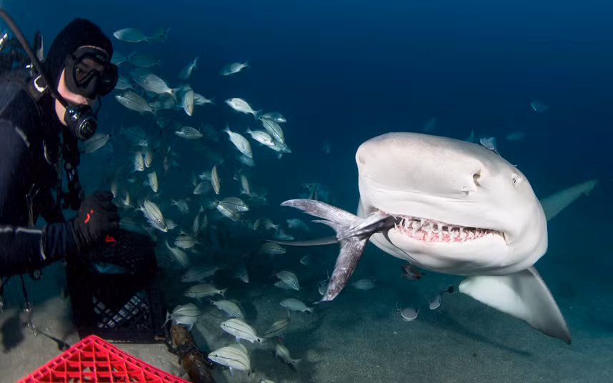 Thợ lặn cho cá mập ăn ở ngoài khơi bang Florida, Mỹ.