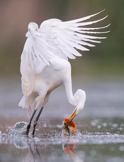 Diệc bạch bắt được hai con cá cùng lúc dưới một hồ nước gần thành phố Washington, Mỹ.