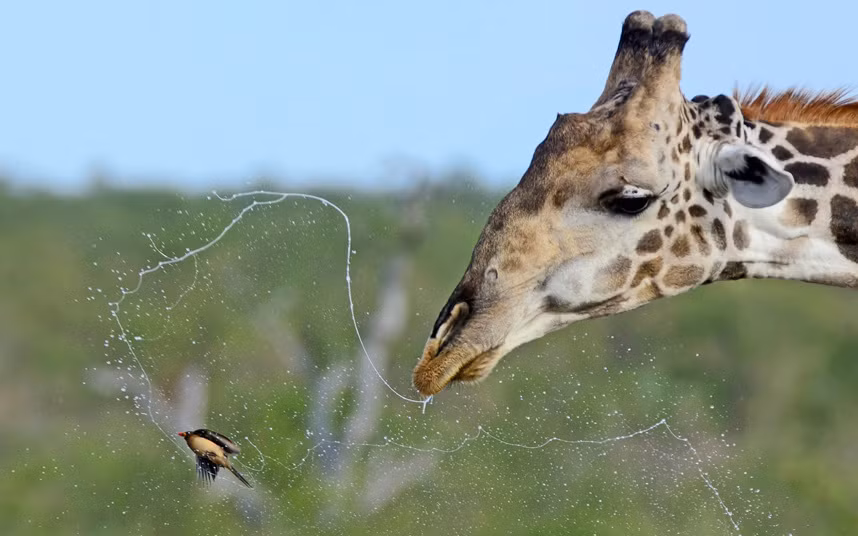 Chim oxpecker đen đủi lĩnh trọn cú hắt xì của hươu cao cổ trong vườn quốc gia Kruger, Nam Phi.