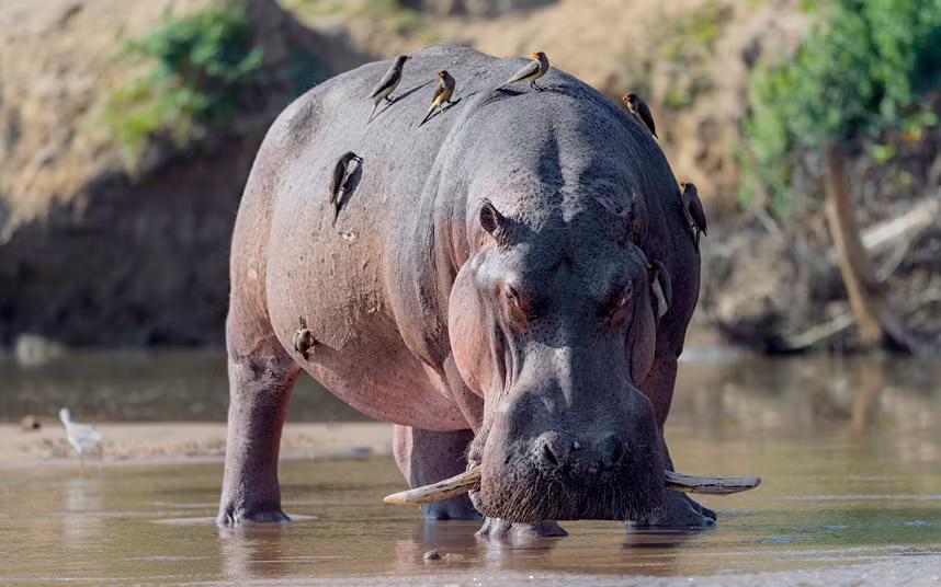 Hà mã trong vườn quốc gia Luangwa ở Zambia bị các thành viên khác trong đàn xa lánh vì sở hữu đôi răng nanh dài hơn bình thường.