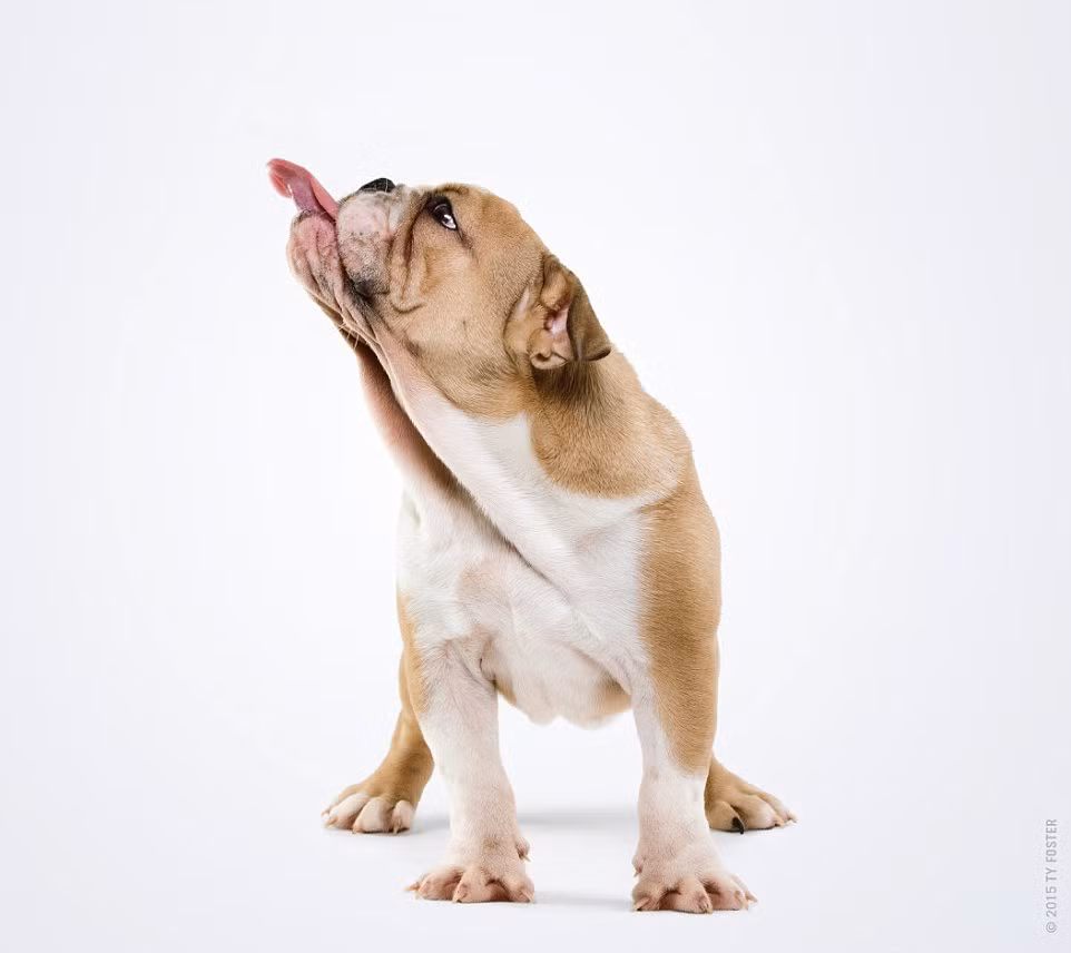 Chú chó này dường như đang bắt ruồi trên không. (Nguồn: Daily Mail)