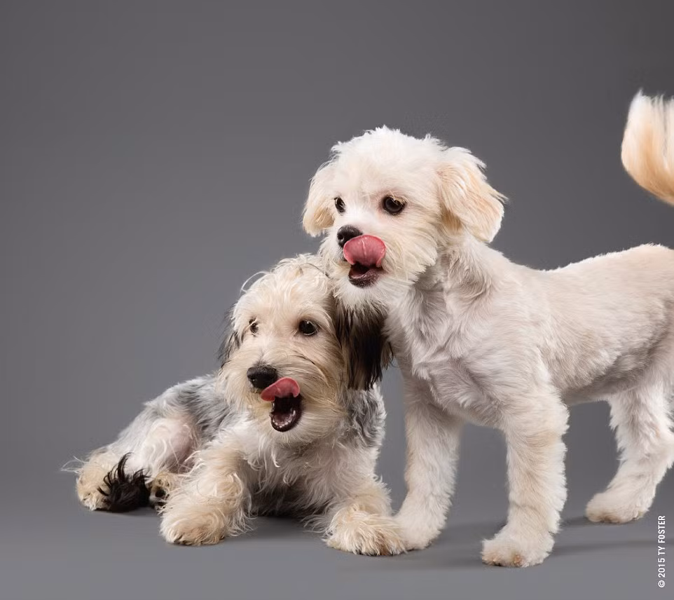 Hai chú chó này há miệng, liếm môi rất đồng điệu. (Nguồn: Daily Mail)