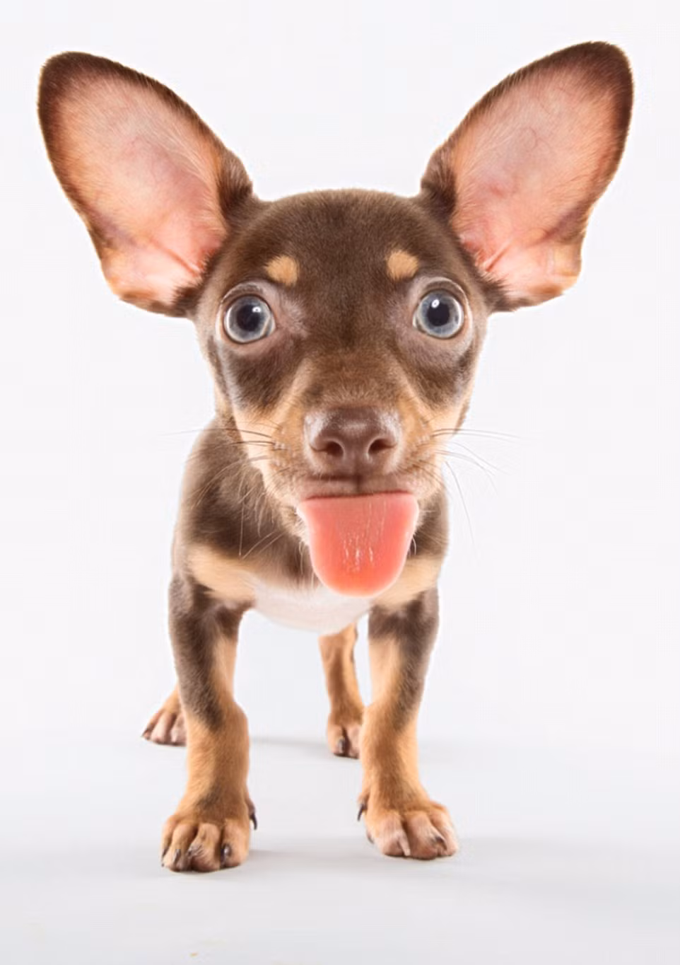Khuôn mặt hài hước của chú chó nhỏ khi thè chiếc lưỡi đỏ ra ngoài. (Nguồn: Daily Mail)
