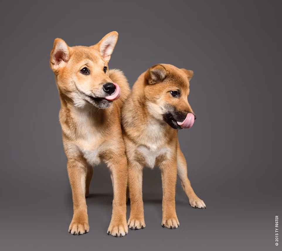 Hai chú chó Mick và Paco thể hiện sự đồng điệu rất hoàn hảo. (Nguồn: Daily Mail)