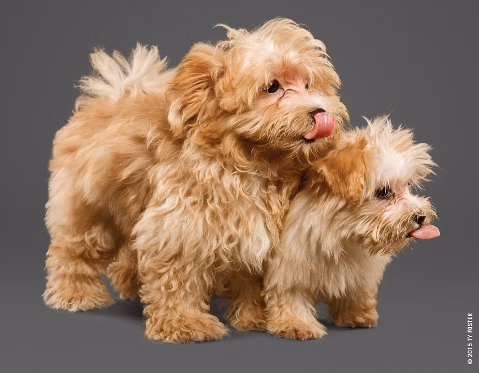 Hai con cún cưng lè lưỡi, liếm môi sau khi ăn bơ lạc trông rất đáng yêu. (Nguồn: Daily Mail)