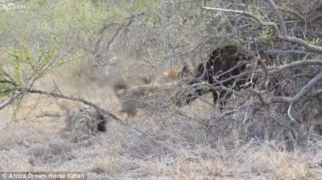 Đàn linh cẩu cố gắng quật ngã con trâu xuống đất. (Nguồn: Daily Mail)