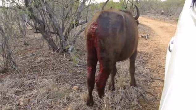 Nhưng vết thương quá nặng khiến trâu rừng mất nhiều máu và chết sau đó. (Nguồn: Daily Mail)