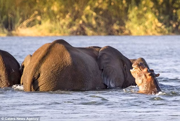 Hà mã tiến gần đàn voi và xua đuổi chúng lên bờ.