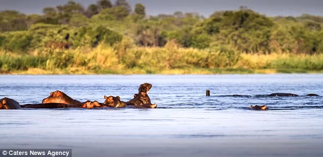 Những con hà mã tỏ ra tức giận khi phát hiện đàn voi và cố gắng xua đuổi chúng.