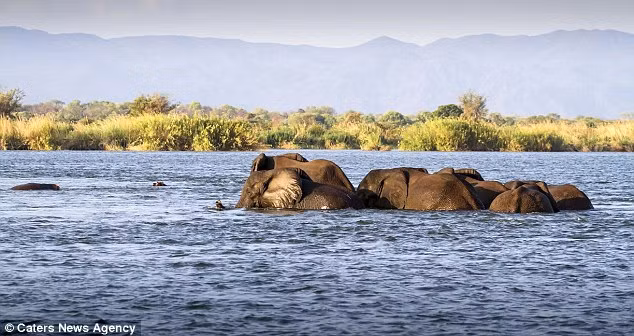 Mặc dù nước sâu, nhưng đàn voi vẫn tiếp tục vượt sông với hy vọng sẽ được một bữa no nê khi sang tới bờ bên kia.