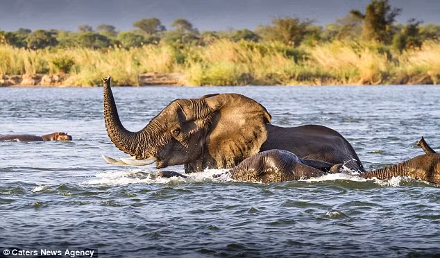 Bị hà mã xua đuổi, đàn voi không có lựa chọn nào khác ngoài việc bỏ chạy tới nơi an toàn.
