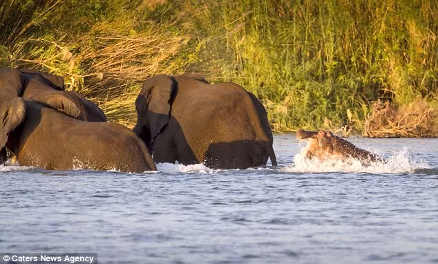 Một con hà mã tỏ ra rất hung dữ khi đuổi theo đàn voi.