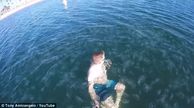 “Bơi cùng những con sứa mang lại những cảm giác đặc biệt nhất mà tôi từng trải nghiệm”, Amicangelo cho biết. (Nguồn: Daily Mail)