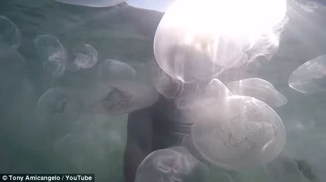 Loài sứa mặt trăng hiếm khi đốt con người và vết đốt của chúng không có độc. (Nguồn: Daily Mail)