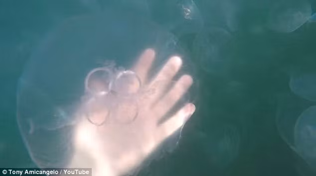 Sứa mặt trăng có hình tròn với đường kính từ 25cm đến 40 cm. Chúng có tuyến sinh dục hình móng ngựa ở giữa. (Nguồn: Daily Mail)