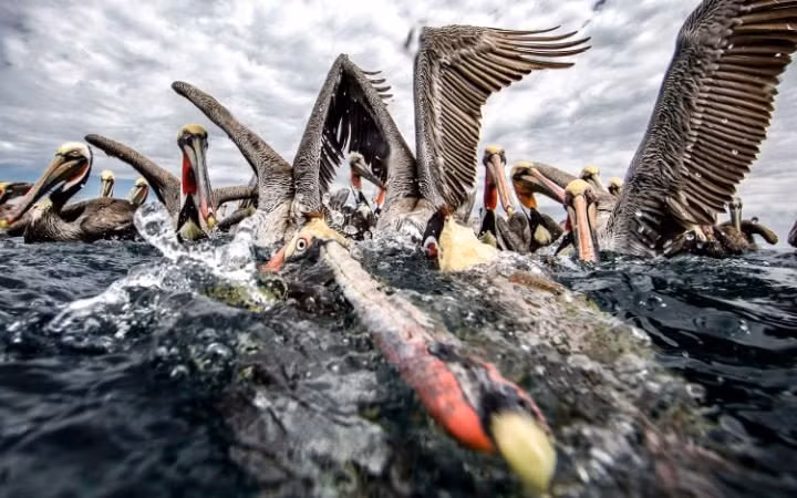Đàn chim bồ nông tranh nhau thức ăn do du khách ném xuống nước tại thị trấn Bahia Magdalena, Mexico. (Nguồn: Guardian)