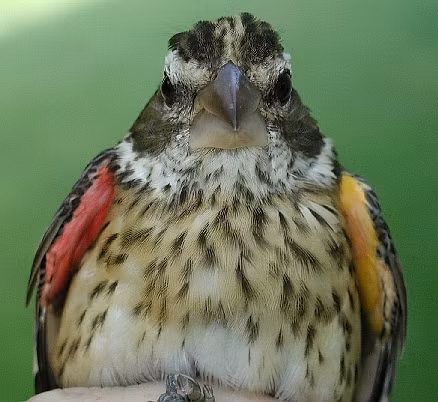 Chú chim này có màu khác nhau ở hai cánh.