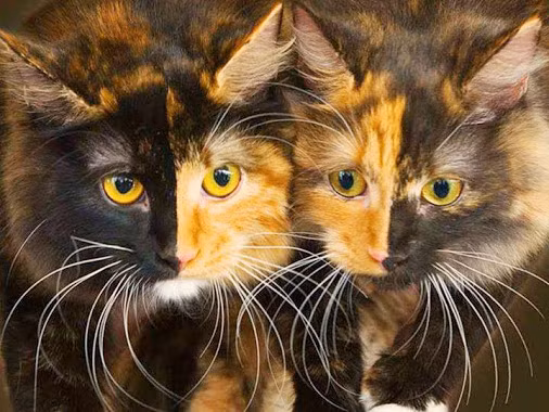 Cặp mèo hai mặt sinh đôi cực hiếm.