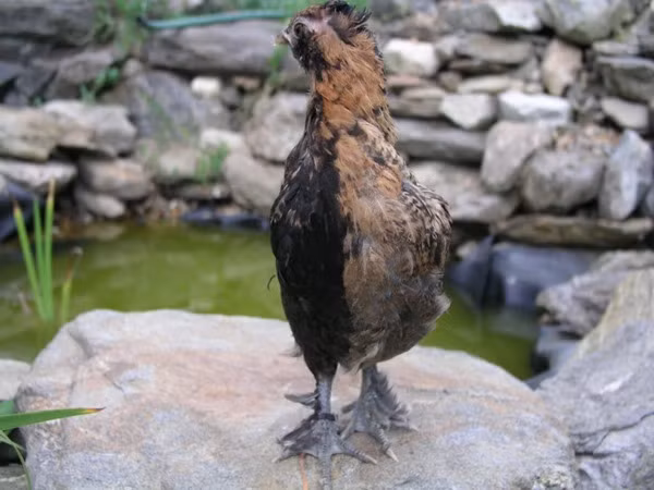 Nhiều người nghĩ rằng con gà này được bôi mực đen lên lông, nhưng thực chất nó hoàn toàn tự nhiên.