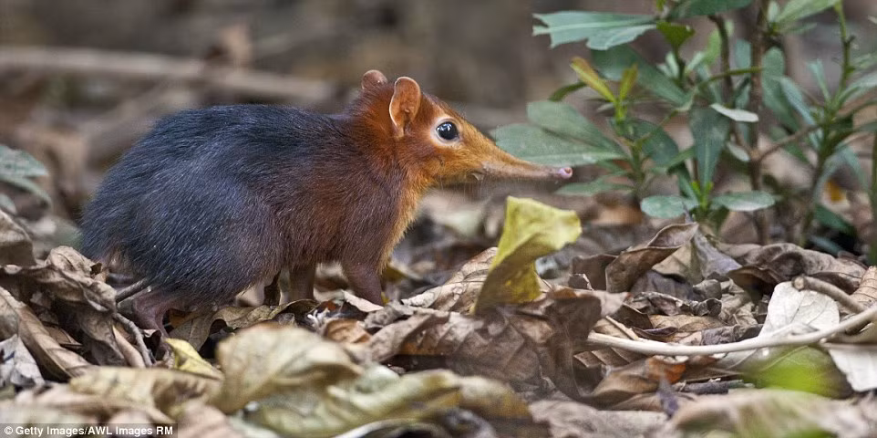 Chuột chù nhảy có thể sống ở những môi trường khắc nghiệt như núi cao hay sa mạc. Chúng cũng được nuôi trong vườn thú ở Frankfurt, Đức. (Nguồn: Daily Mail)