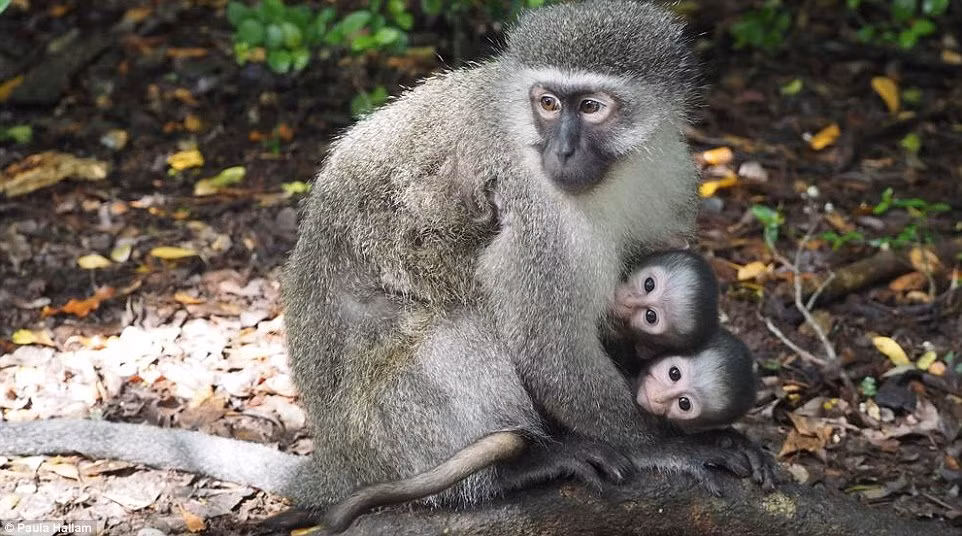 Khỉ phát triển rất mạnh ở vùng Nam và Đông Phi, nhưng trường hợp sinh đôi ở loài này rất hiếm. Cho đến nay chỉ có một cặp khỉ sinh đôi sống sót tại công viên cuộc gia Monkeyland, Nam Phi. (Nguồn: Daily Mail)