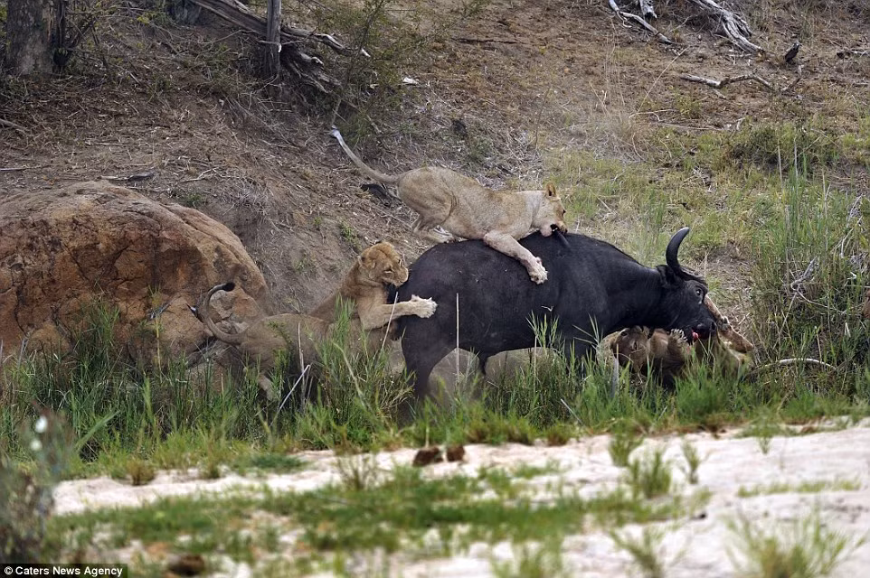 Một con sư tử nhảy lên lưng con trâu để ra đòn chí mạng, hạ gục con mồi.
