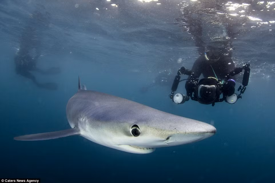 Nhóm thợ lặn đã sử dụng máy ảnh chuyên dụng để ghi lại hình ảnh những con cá mập xanh cực hiếm ở ngoài khơi bờ biển Cornish gần Penzance, Anh.