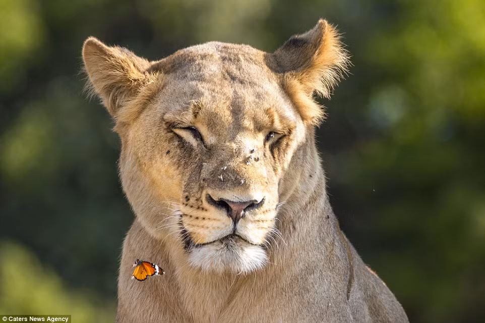 Nhưng loài côn trùng khiến sư tử thấy phiền phức nhất không phải là bướm mà là những con ruồi. (Nguồn: Daily Mail)