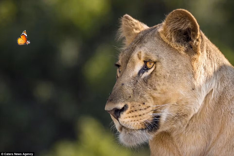 Cảnh tượng hiếm thấy này được nhiếp ảnh gia William Steel ví như một cuộc gặp gỡ giữa “người đẹp và mãnh thú.” (Nguồn: Daily Mail)