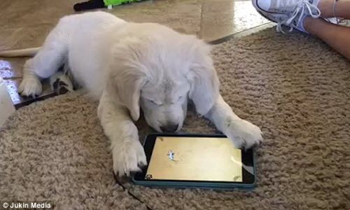 Hai huoc canh cun con bat ca tren may tinh bang