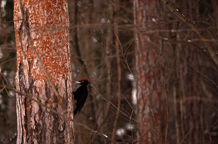 Chim gõ kiến miệt mài đục thân cây ở Sofia, Bulgaria.