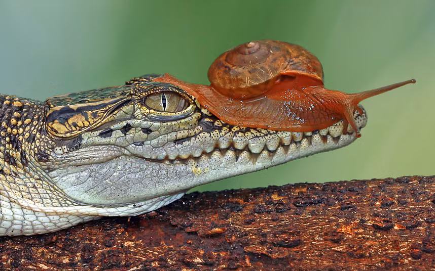 Ốc sên bò trên đầu một con cá sấu trong công viên cá sấu Tanjung Pasir ở Indonesia.