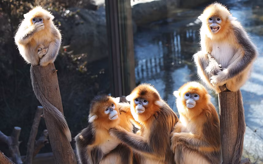 Đàn khỉ vàng đang tắm nắng tại khu nghỉ dưỡng Everland ở Yongin, Hàn Quốc.