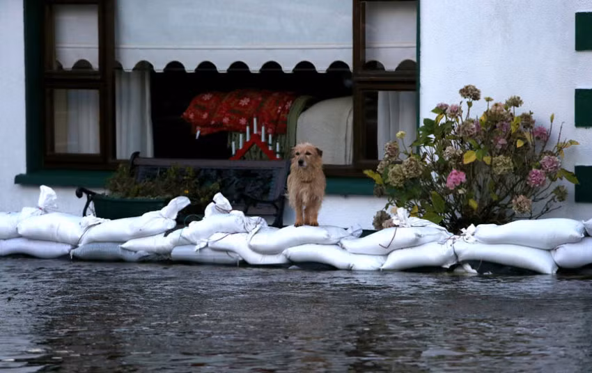 Chó đứng trên những bao tải cát được sử dụng để ngăn nước lũ ở Carrickobrien, Ireland.