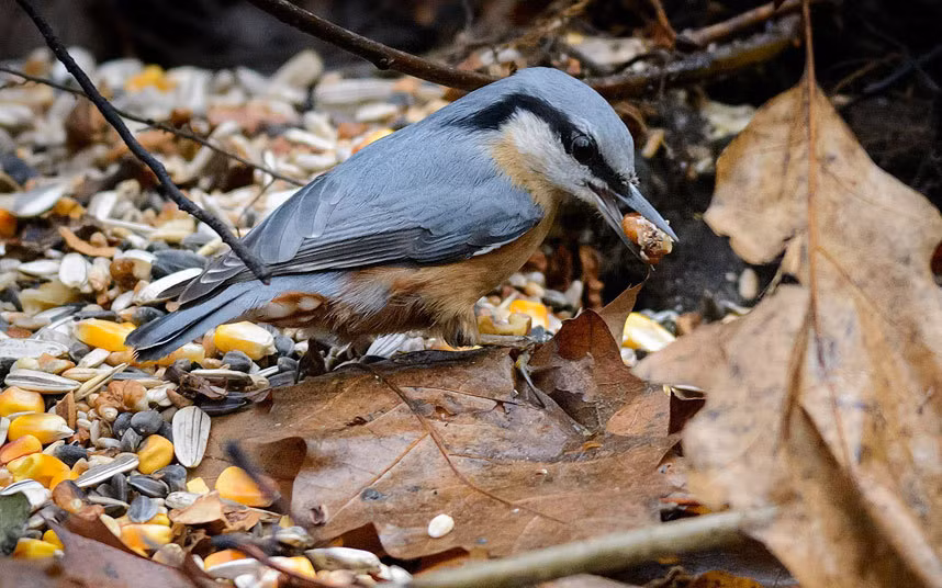 Chim trèo cây ngậm hạt ngô trong miệng trong khu rừng Nagyerdo ở ngoại ô thành phố Debrecen, Hungary.