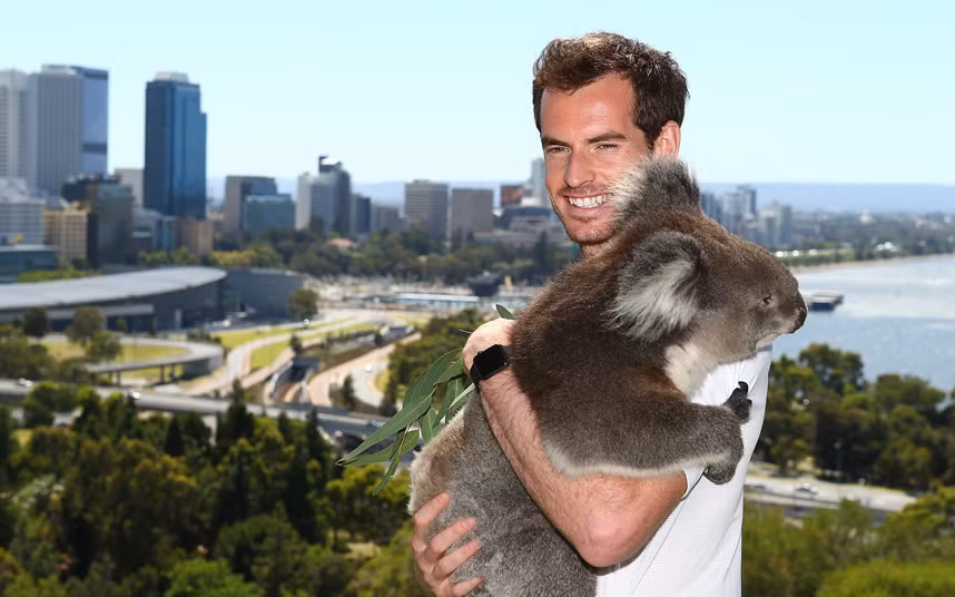 Tay vợt Andy Murray chụp ảnh với gấu túi trong công viên nhà Vua ở Perth, Australia.