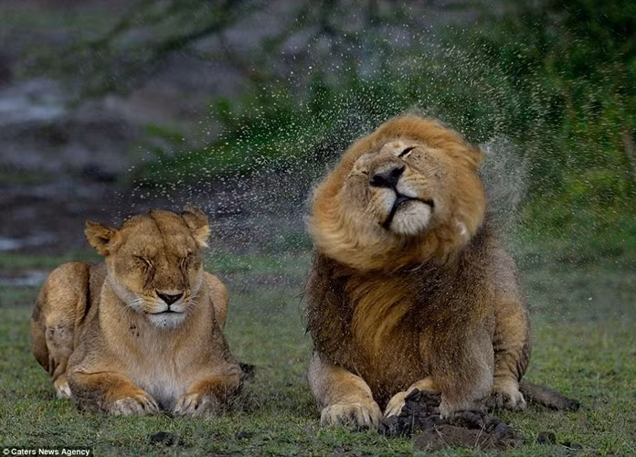 Nhiếp ảnh gia người Italia Giuseppe D'amico ghi lại khoảnh khắc sư tử rũ nước tuyệt đẹp trong khu bảo tồn động vật hoang dã Ngorongoro ở Tanzania.