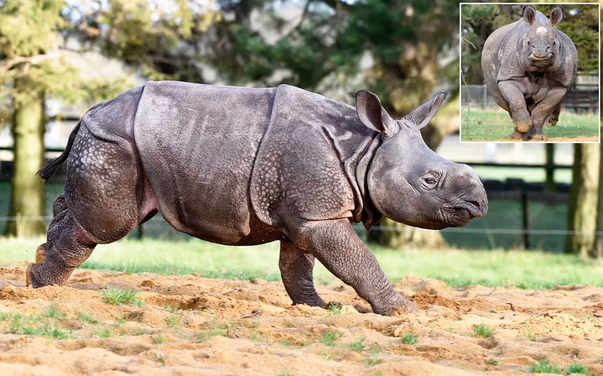 Tê giác một sừng tên Bali chơi đùa trong vườn thú Whipsnade ở Dunstable, Anh.