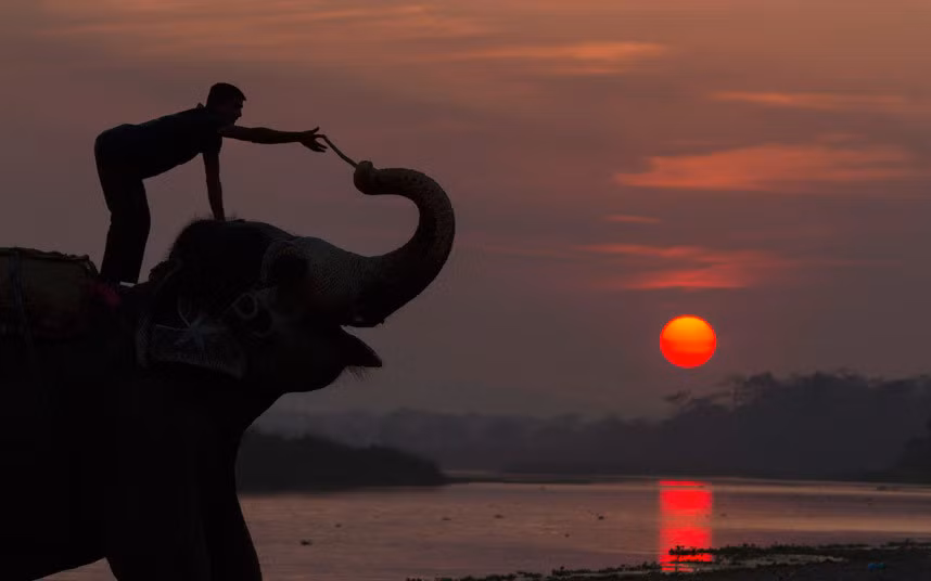 Voi được quản tượng dẫn về nơi nghỉ lúc hoàng hôn ở Sauhara, Chitawan, Nepal.