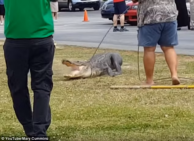 Con cá sấu khổng lồ dài gần 3m lạc vào trường tư thục Geneva ở thành phố Lakeland, bang Florida, Mỹ. (Nguồn: Daily Mail)